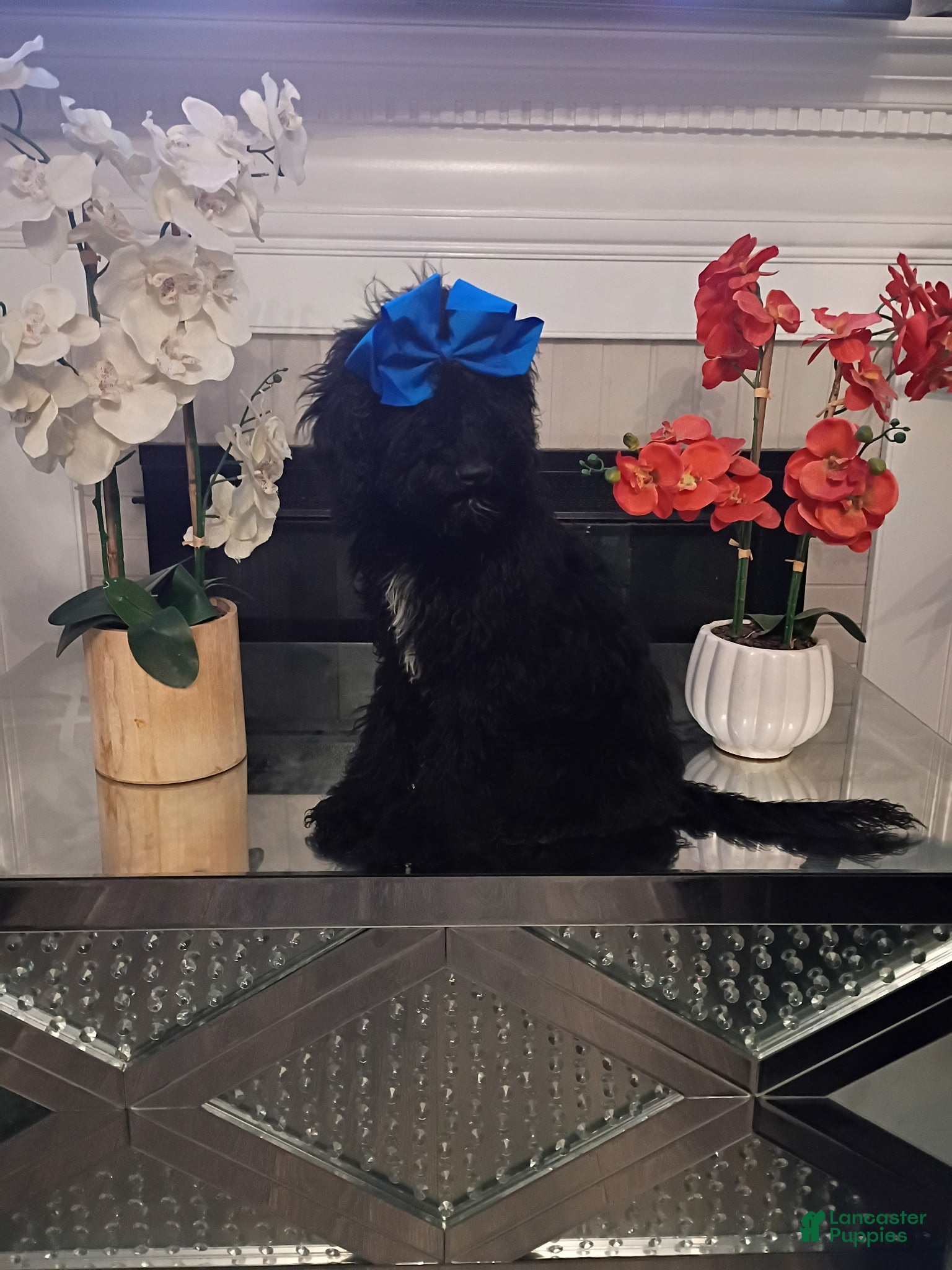 Standard Poodle dogs Standard Poodle Puppy 6 - Ad 18