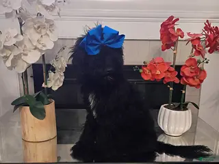 Standard Poodle dogs Standard Poodle Puppy 6 - Ad 18