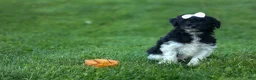 Havapoo dogs for sale: OWEN - Ad 9
