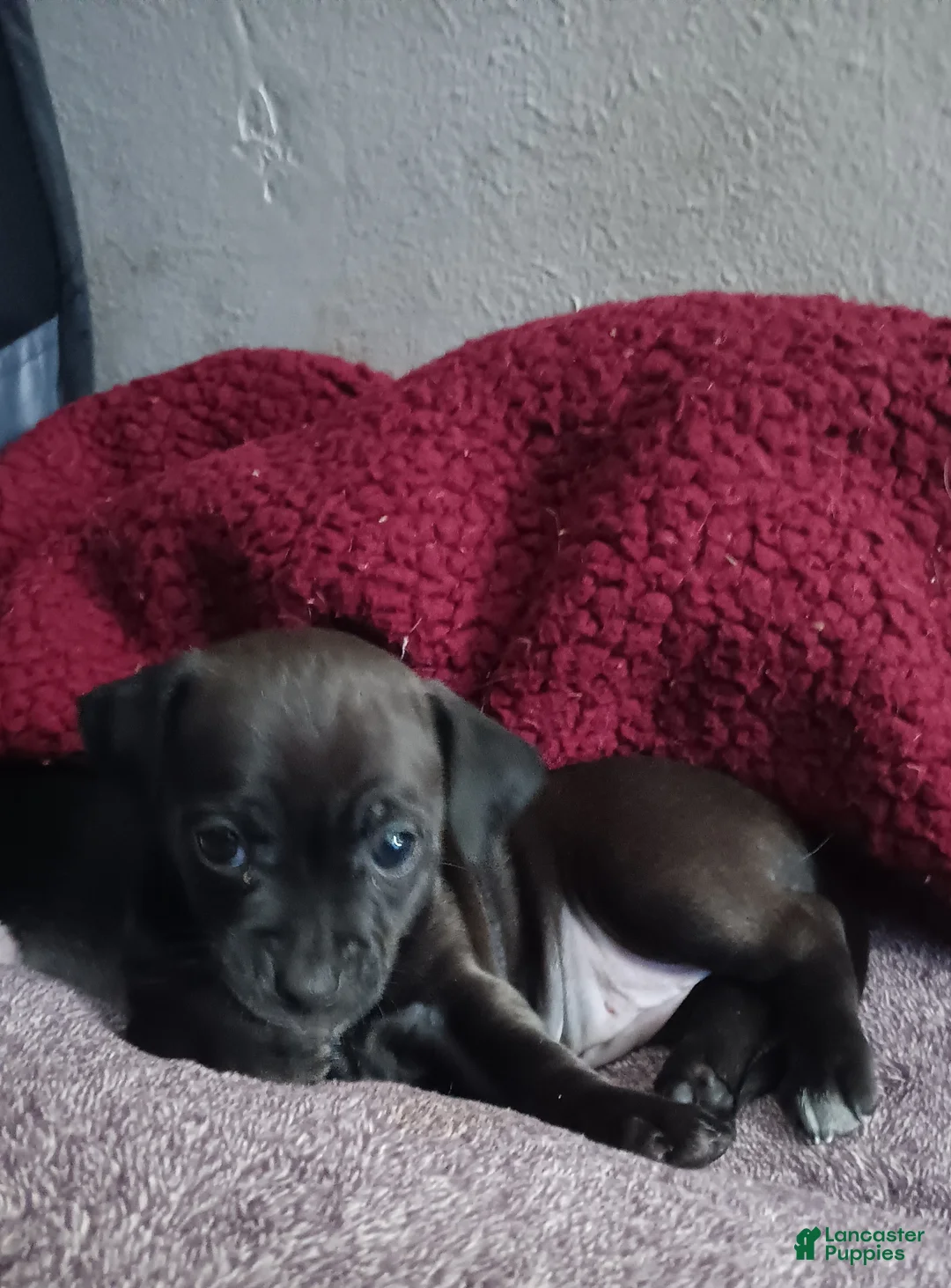 Chiweenie dogs for sale: Chiweenie Puppy 3 - Ad 2