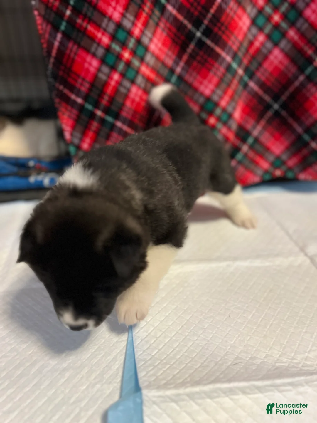 Akita dogs for sale: Dancer - Ad 12