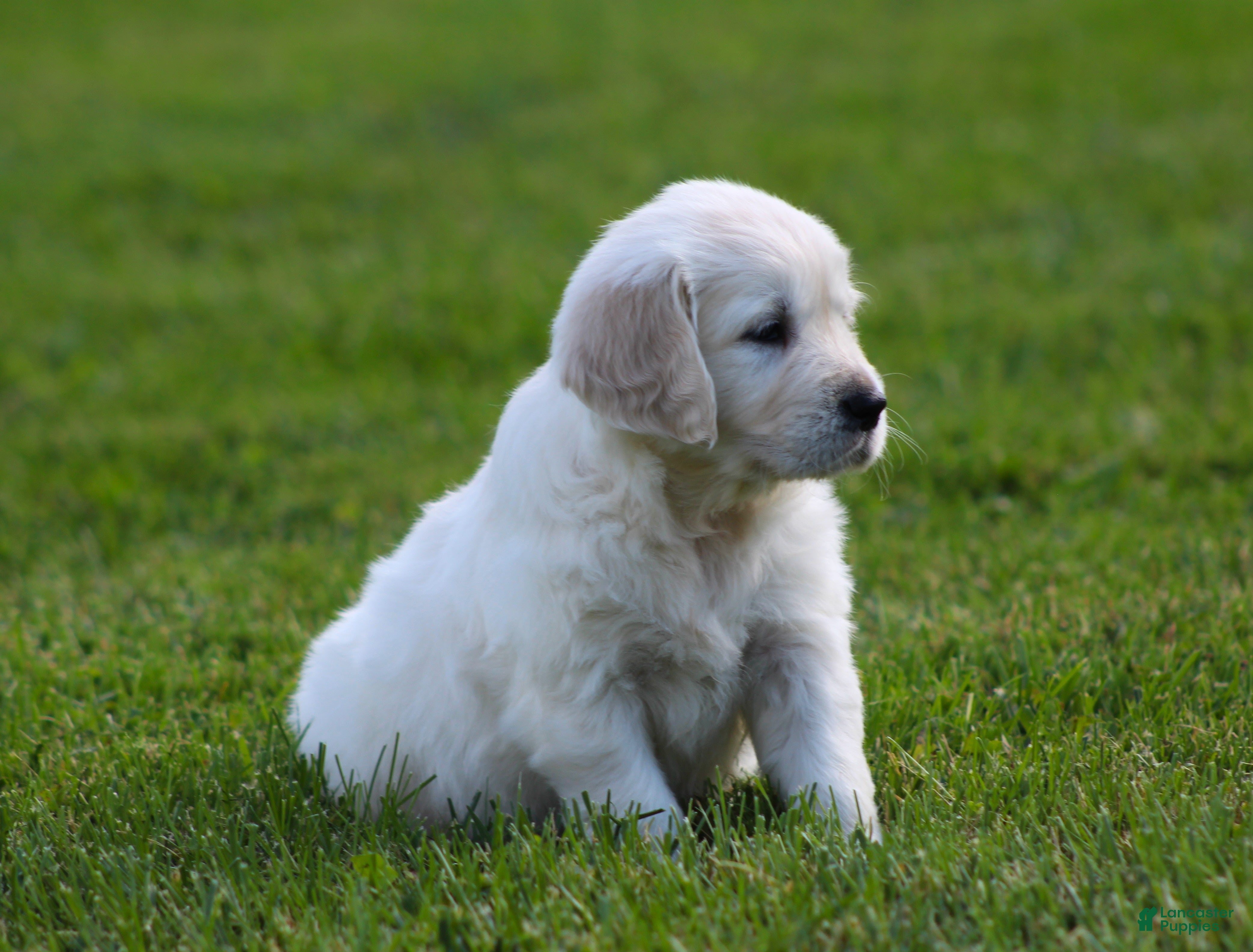 Golden Retriever dogs Lucy - Ad 2