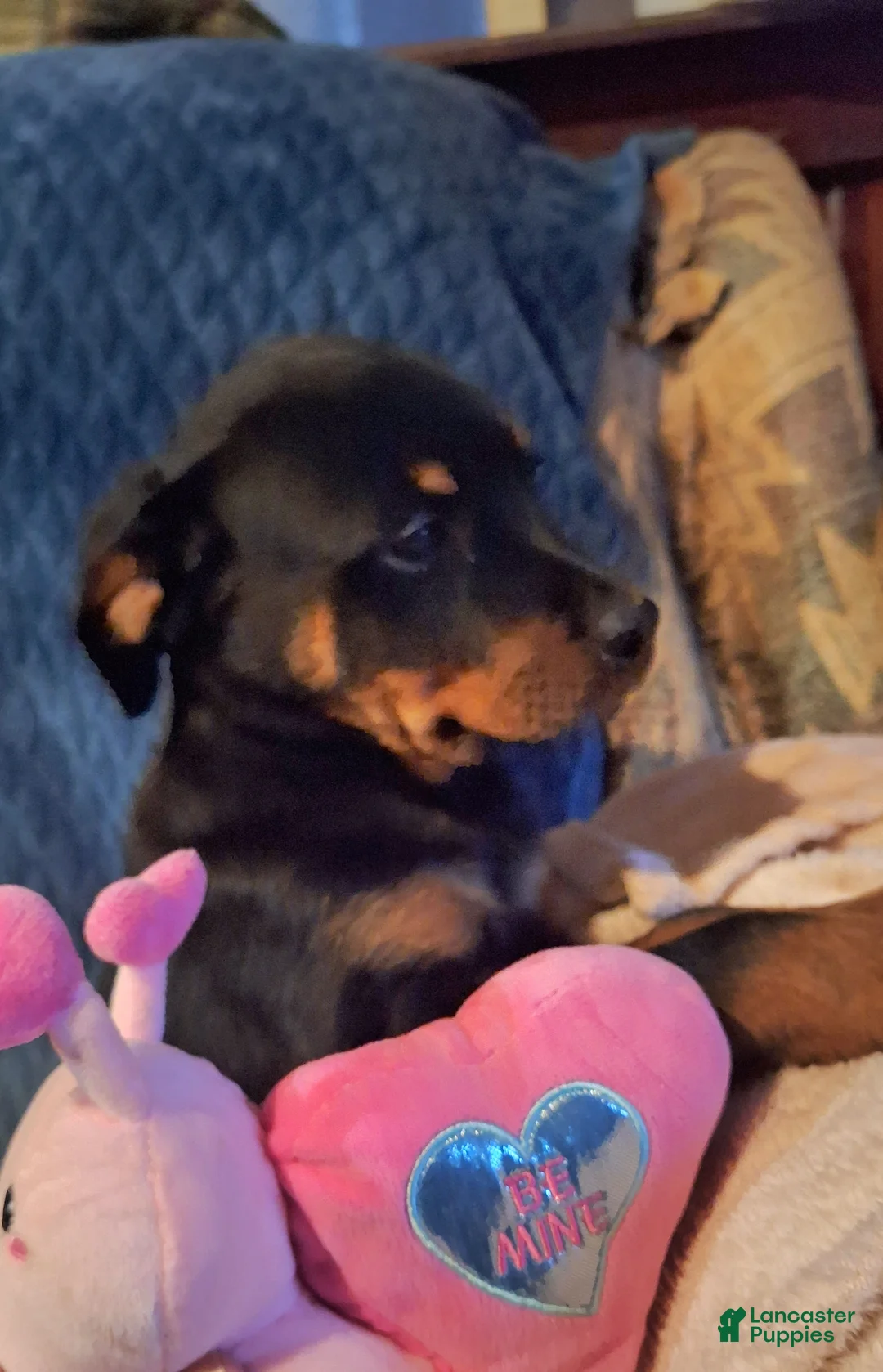 Rottweiler dogs for sale: Rottweiler Puppy 5 - Ad 2