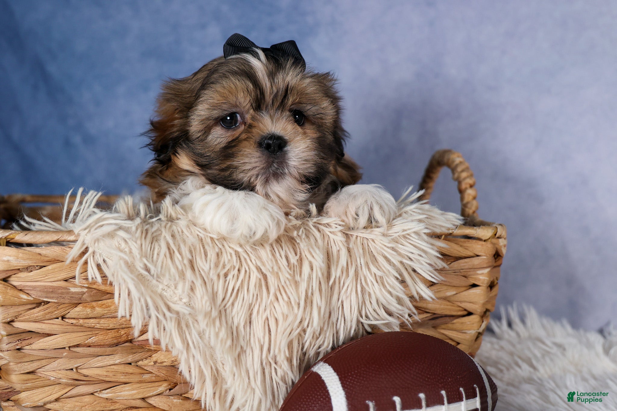 Shih Tzu dogs GIGI - Ad 2