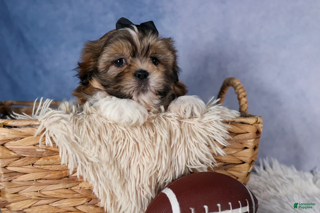 Shih Tzu dogs for sale: GIGI - Ad 2
