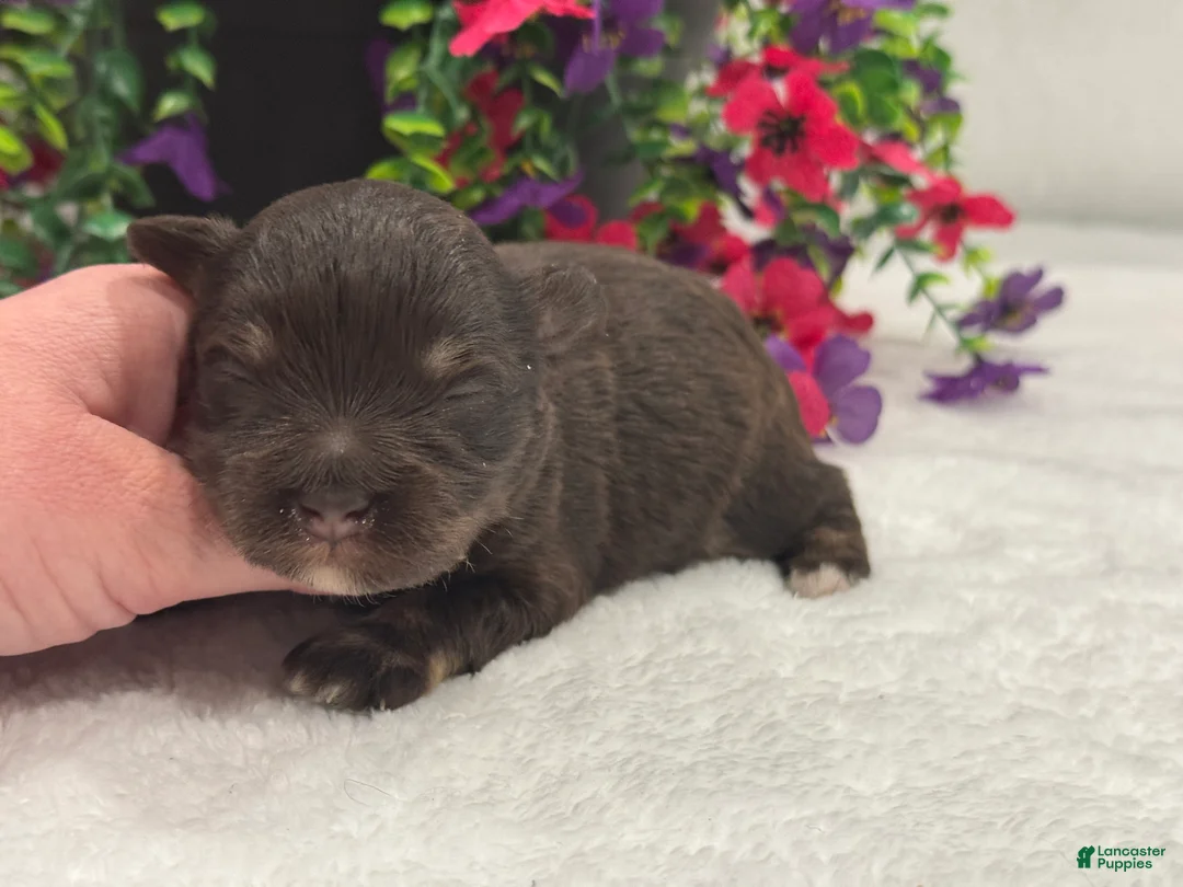 Miniature Schnauzer dogs for sale: Miracle Male 2 - Ad 2