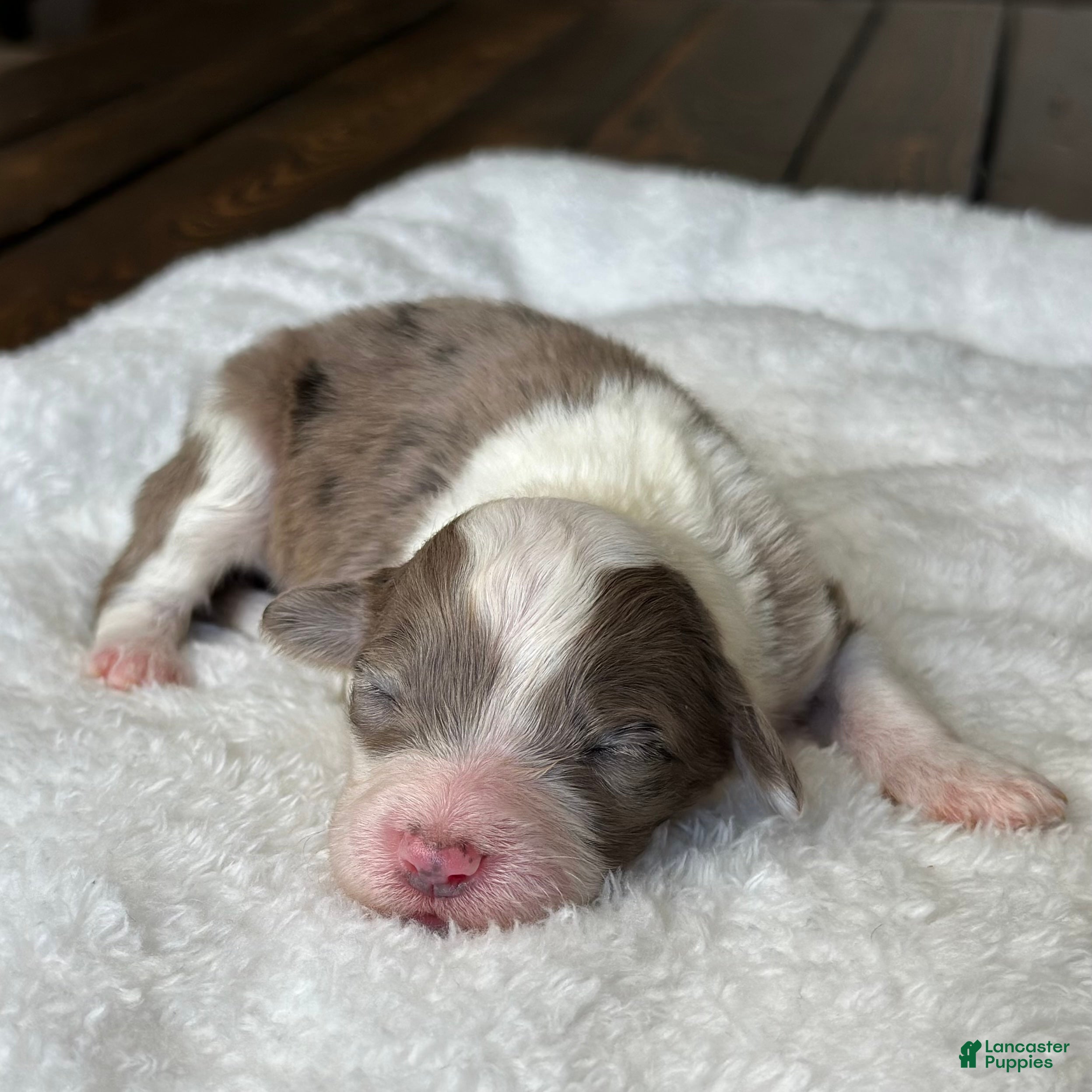 Sheepadoodle dogs Merle Female 3 - Ad 2