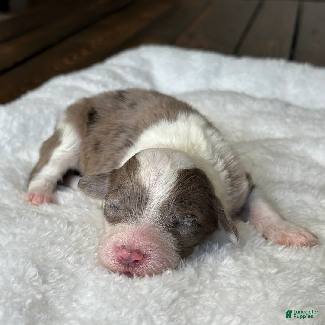 Sheepadoodle dogs for sale: Merle Female 3 - Ad 2