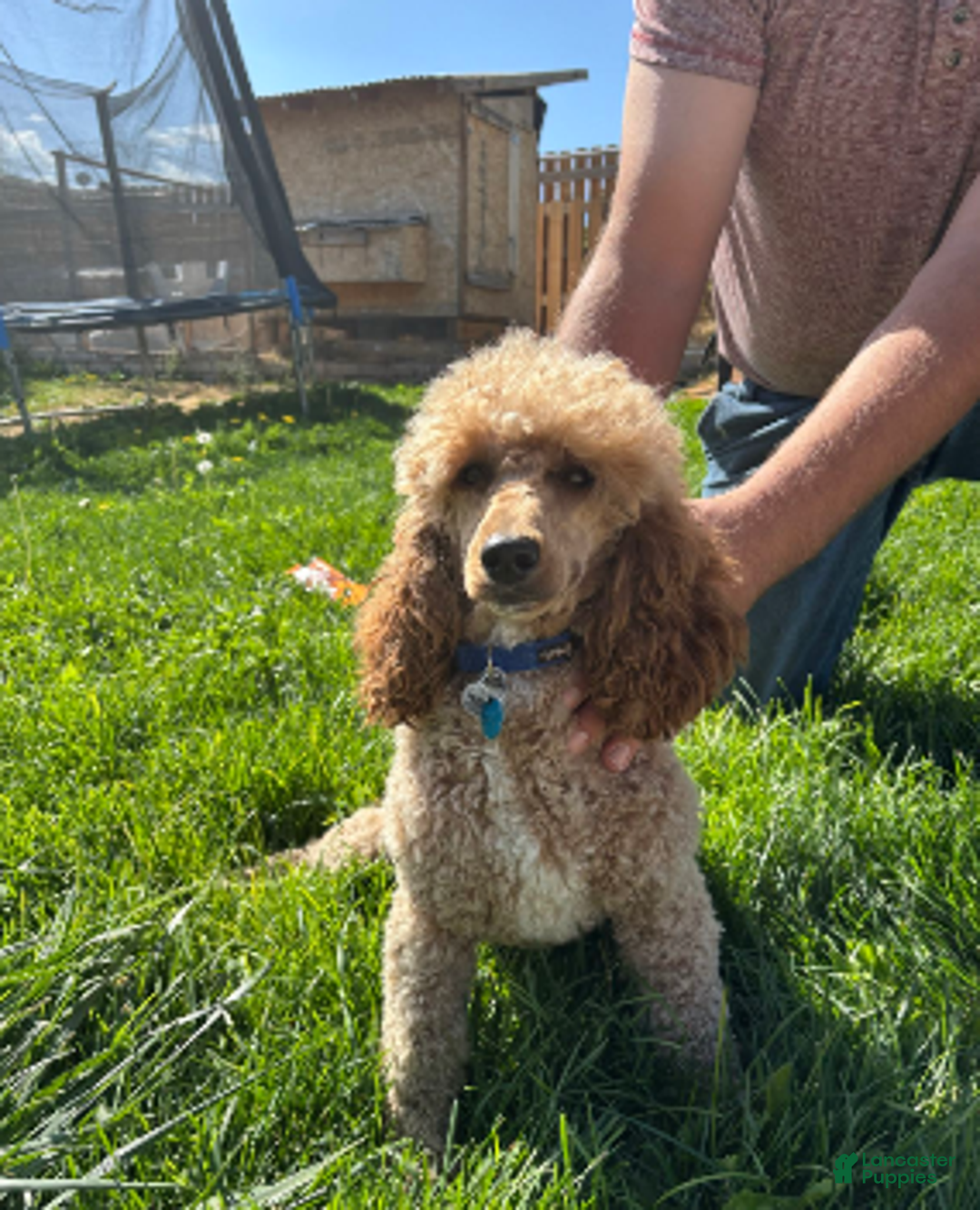 Cavapoo dogs for sale: Feliz - Ad 10