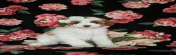 Miniature Poodle dogs for sale: Maricel - Ad 3