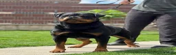 Rottweiler dogs for sale: Red collar boy  - Ad 3