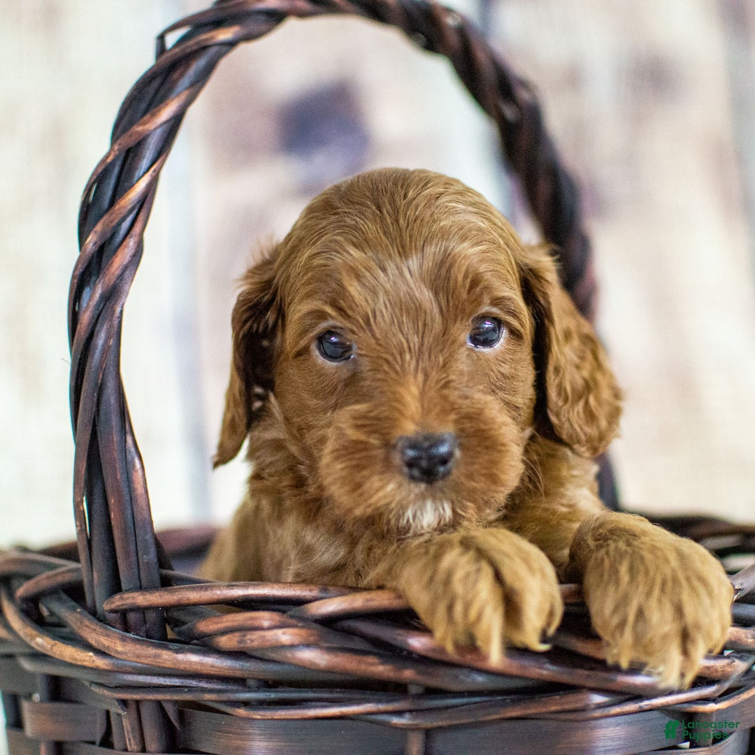 Cockapoo dogs for sale: Kade - Ad 6