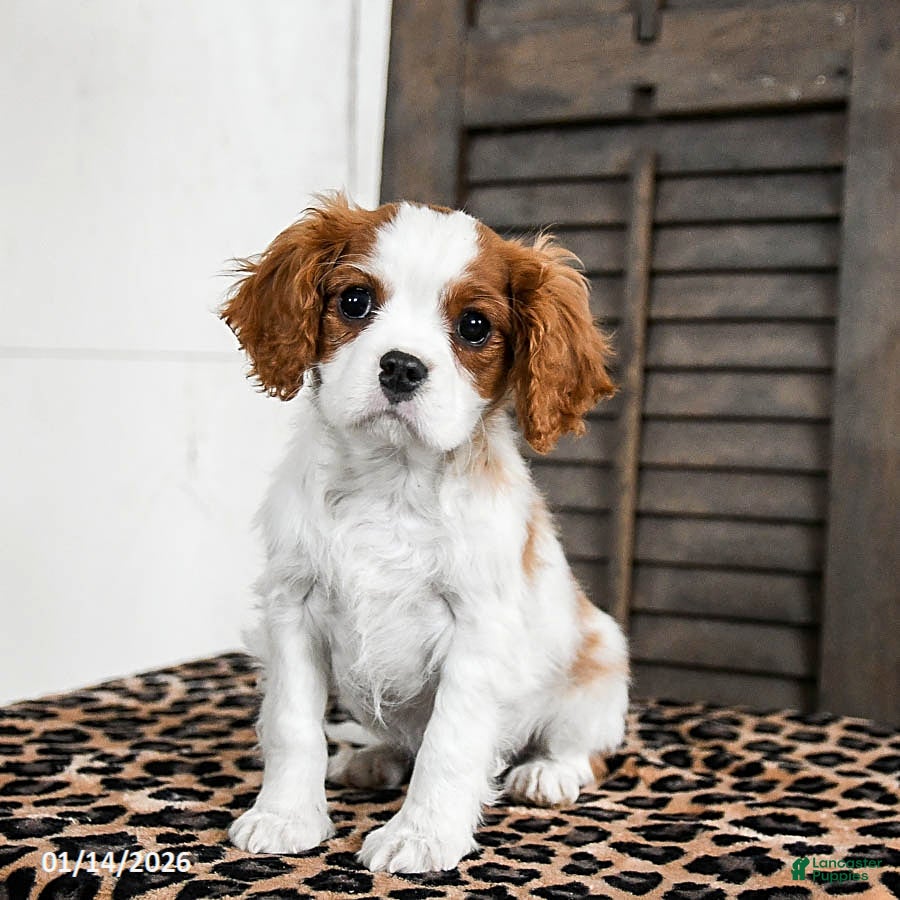 Cavalier King Charles Spaniel dogs Jasper - Ad 9