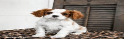 Cavalier King Charles Spaniel dogs for sale: Jasper - Ad 1
