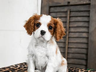 Cavalier King Charles Spaniel dogs Jasper - Ad 9