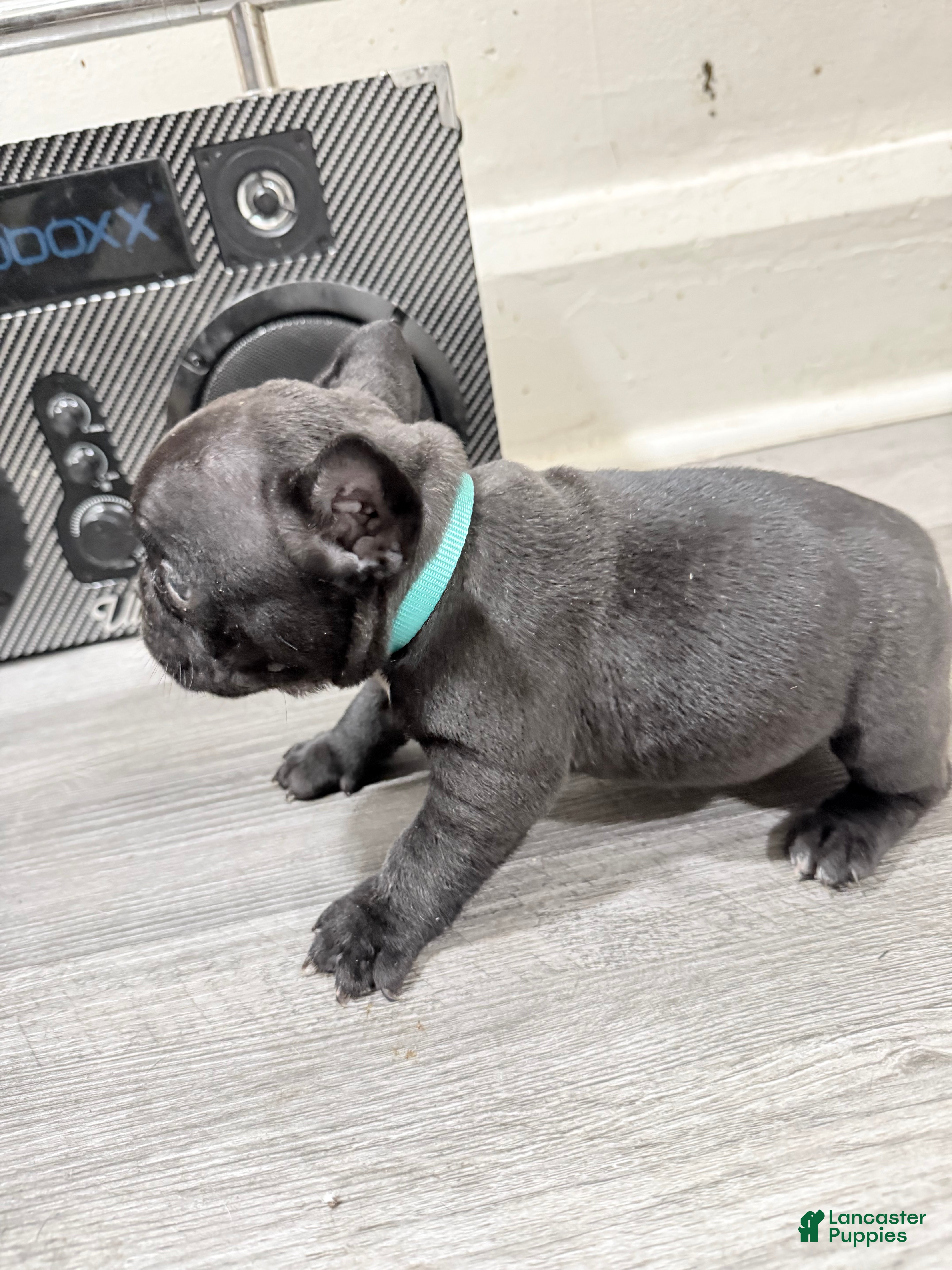 French Bulldog dogs French Bulldog 5 - Ad 2