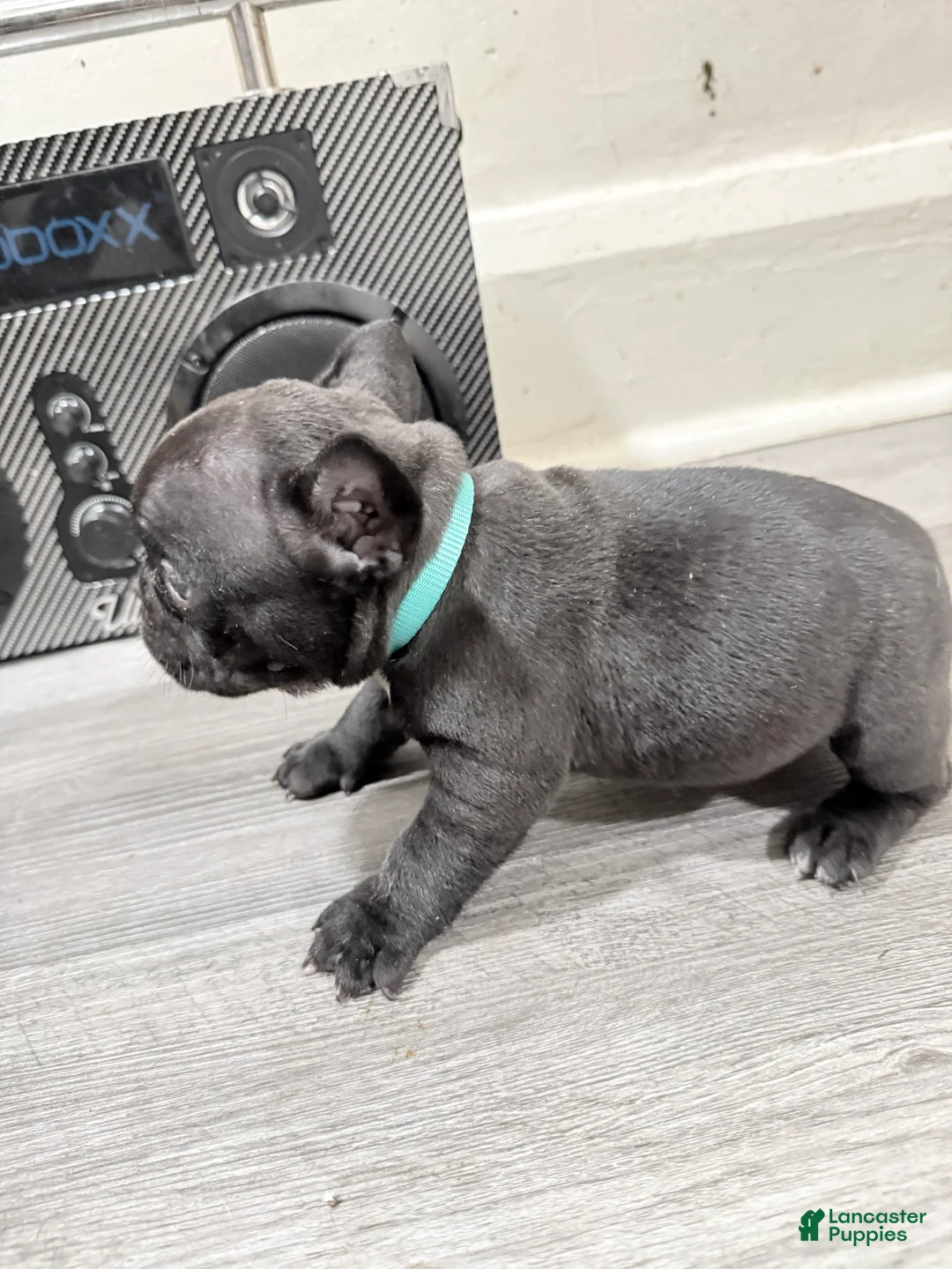 French Bulldog dogs for sale: French Bulldog 5 - Ad 2