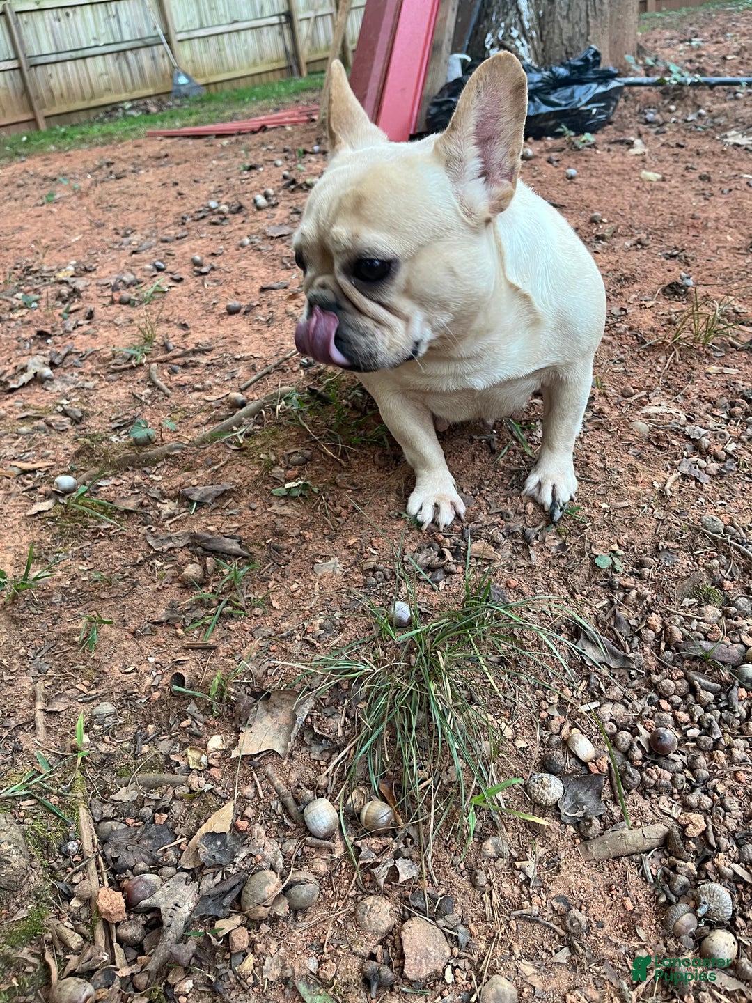 French Bulldog dogs for sale: French Bulldog Puppy 1 - Ad 2