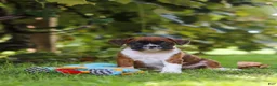 Boxer dogs for sale: Dally - Ad 10