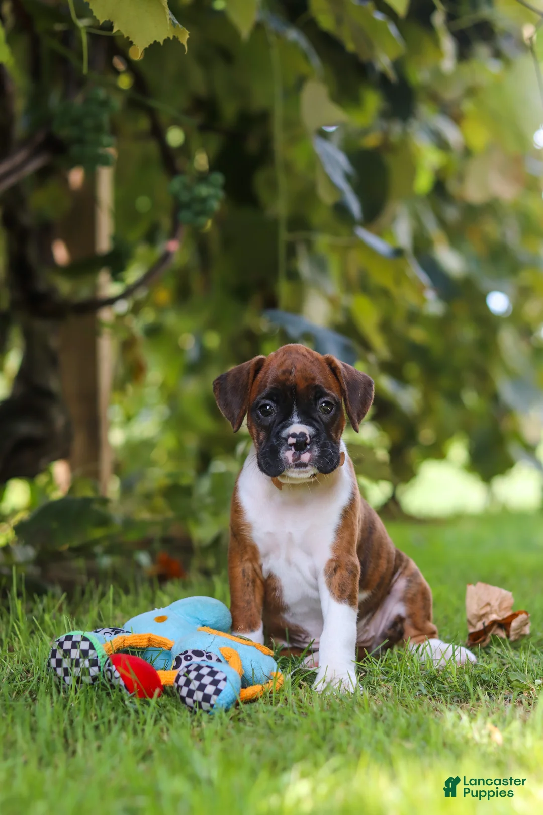 Boxer dogs for sale: Dally - Ad 10