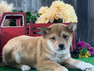 Shiba Inu dogs Ian - Ad 15