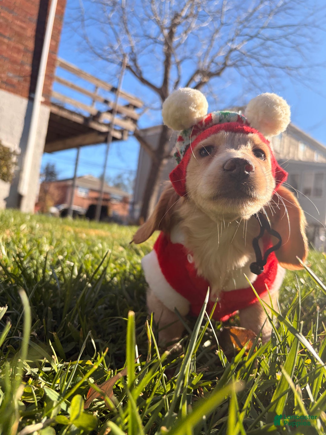 Miniature Dachshund dogs for sale: Maurice - Ad 6