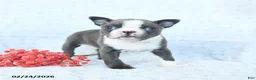 Boston Terrier dogs for sale: Lily - Ad 2