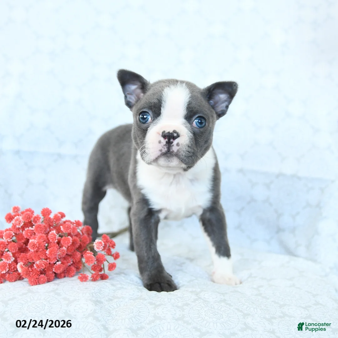 Boston Terrier dogs for sale: Lily - Ad 2