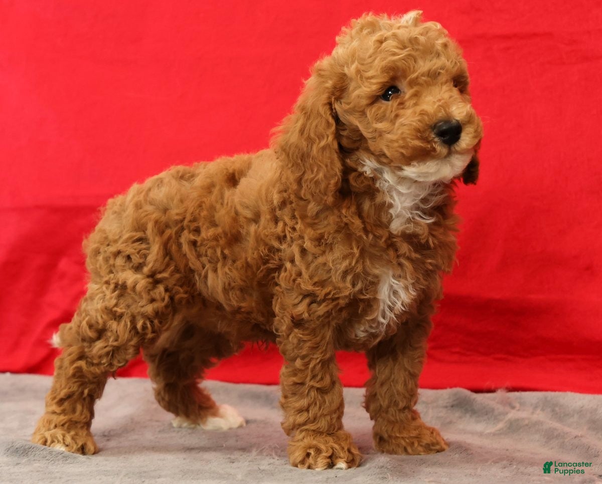 Miniature Poodle dogs Milo - Ad 1