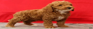 Milo