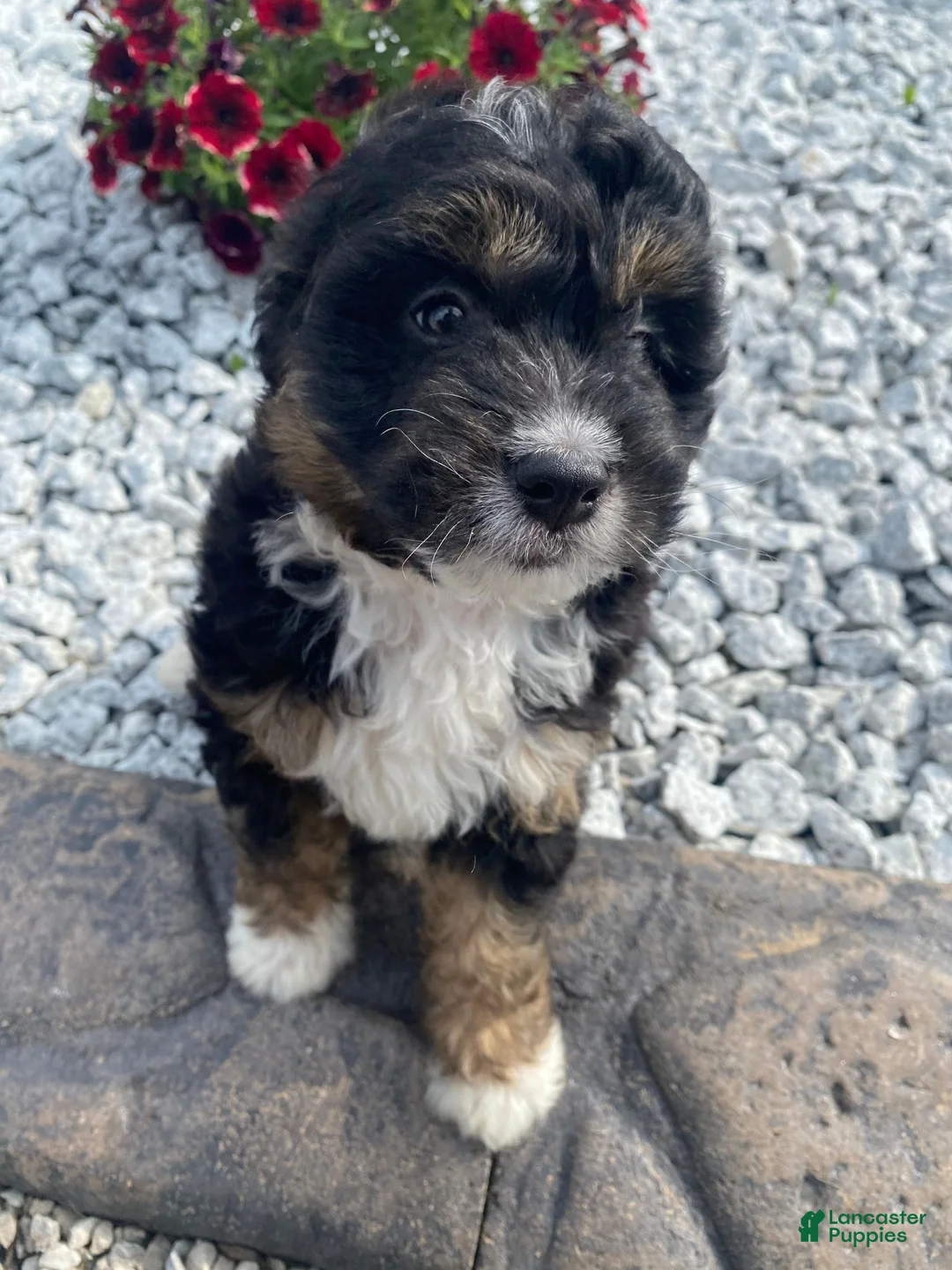 Mini Aussiedoodle dogs for sale: Karl - Ad 6