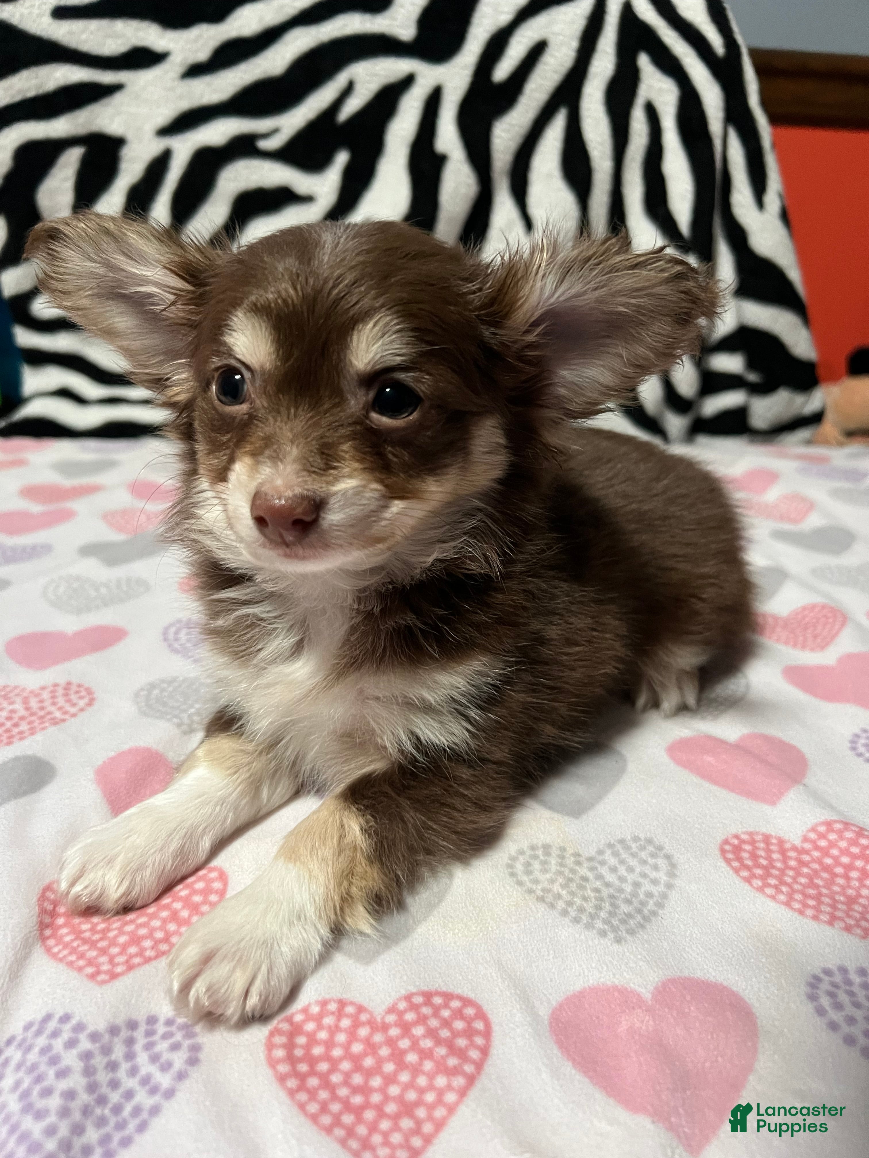 Papillon dogs Honey - Ad 3