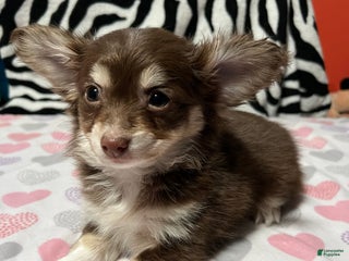 Papillon dogs Honey - Ad 1