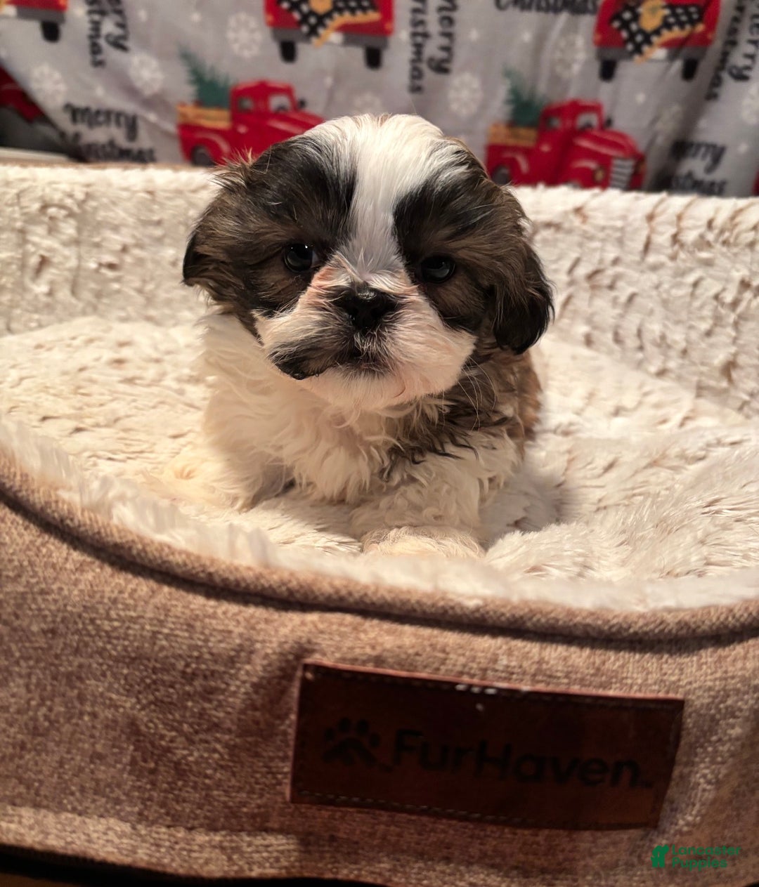 Shih Tzu dogs for sale: Shih Tzu Puppy  - Ad 1