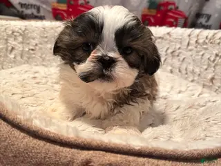 Shih Tzu dogs for sale: Shih Tzu Puppy - Ad 2