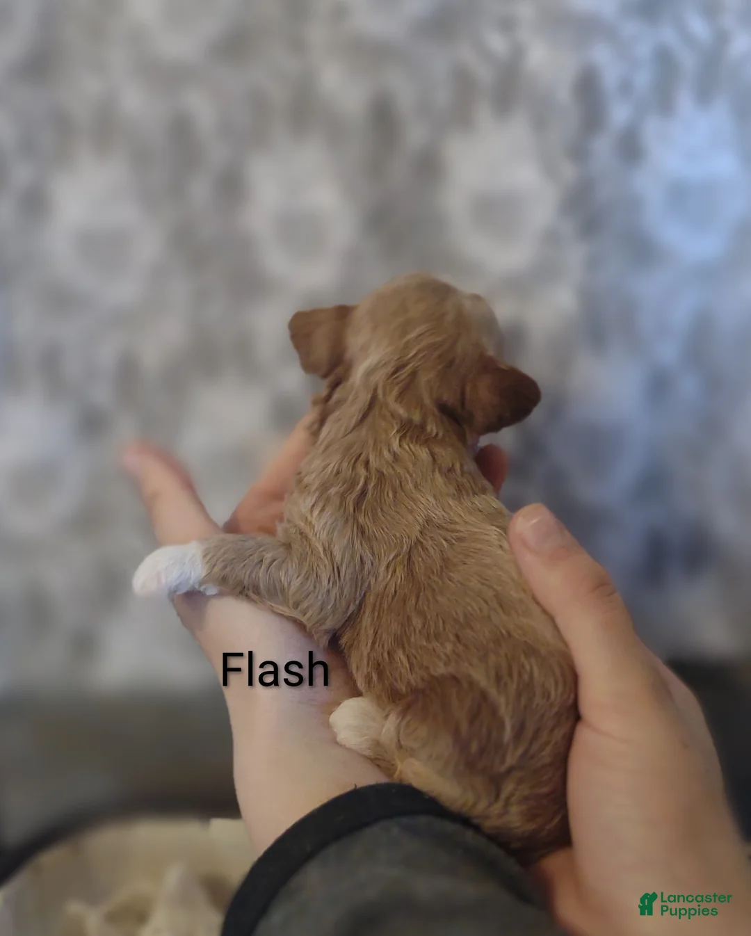 Shihpoo dogs for sale: Flash - Ad 2