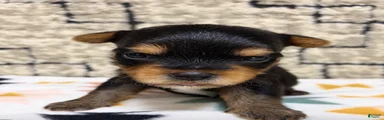 Luca