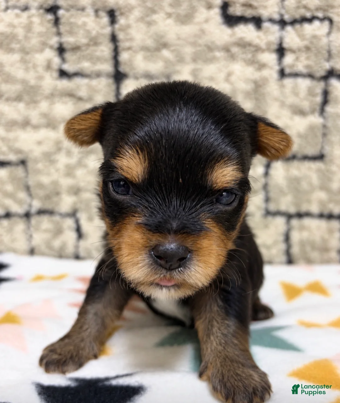 Yorkshire Terrier dogs for sale: Luca - Ad 1