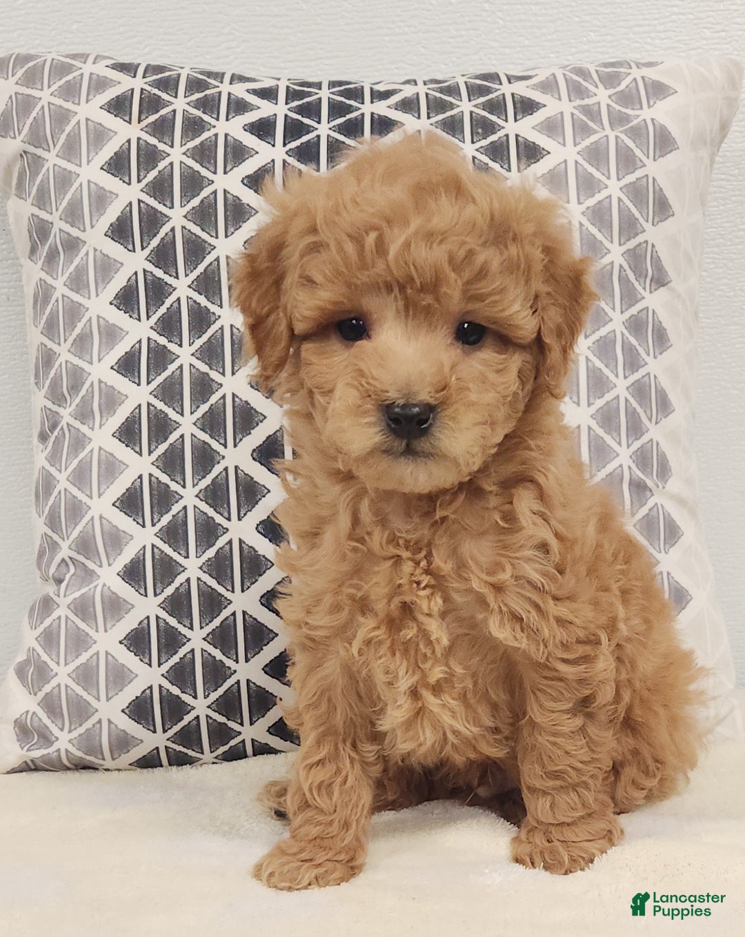 Mini Goldendoodle dogs for sale: Dillon Mini Goldendoodle Puppy 3 - Ad 6