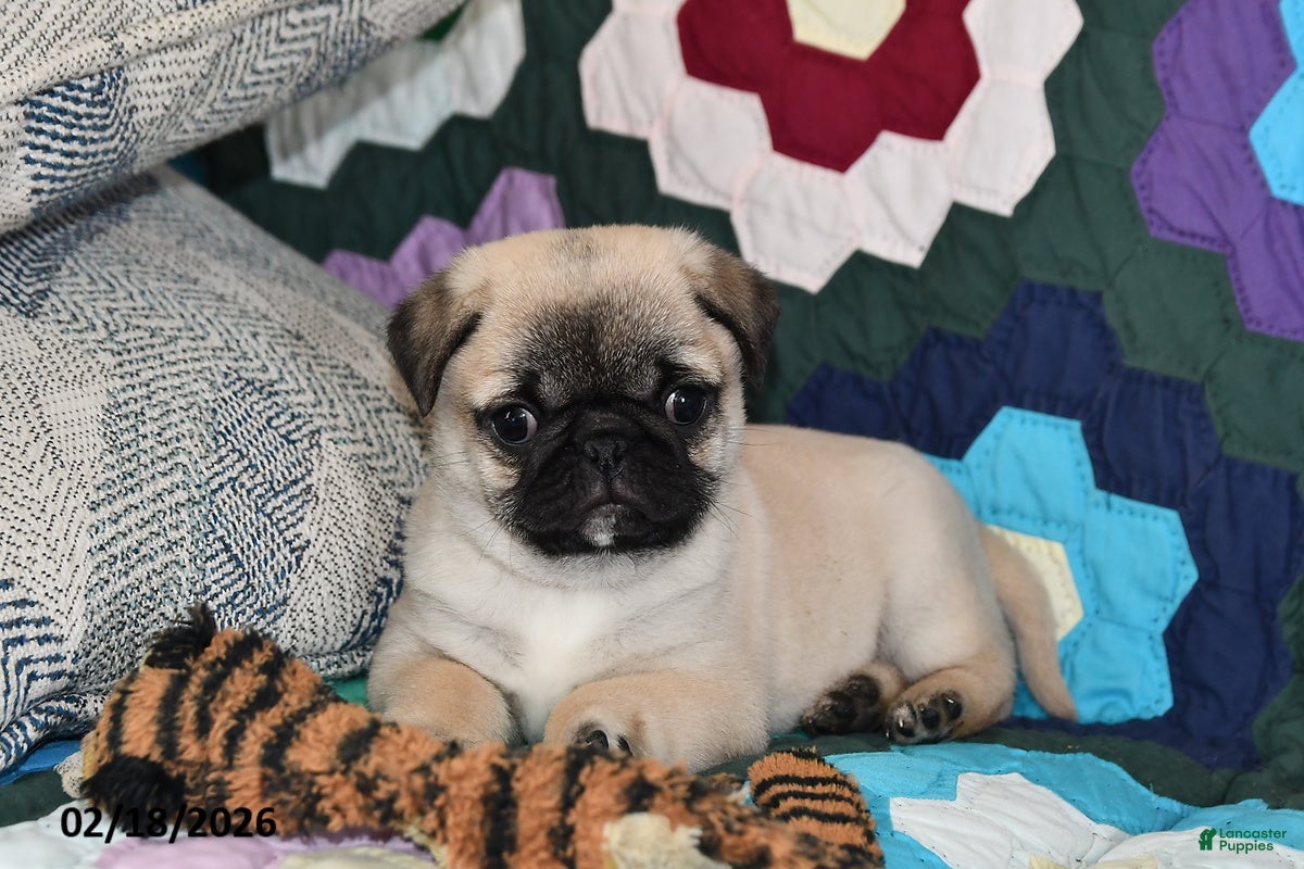 Pug dogs Milo - Ad 2
