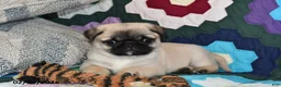 Pug dogs for sale: Milo - Ad 2