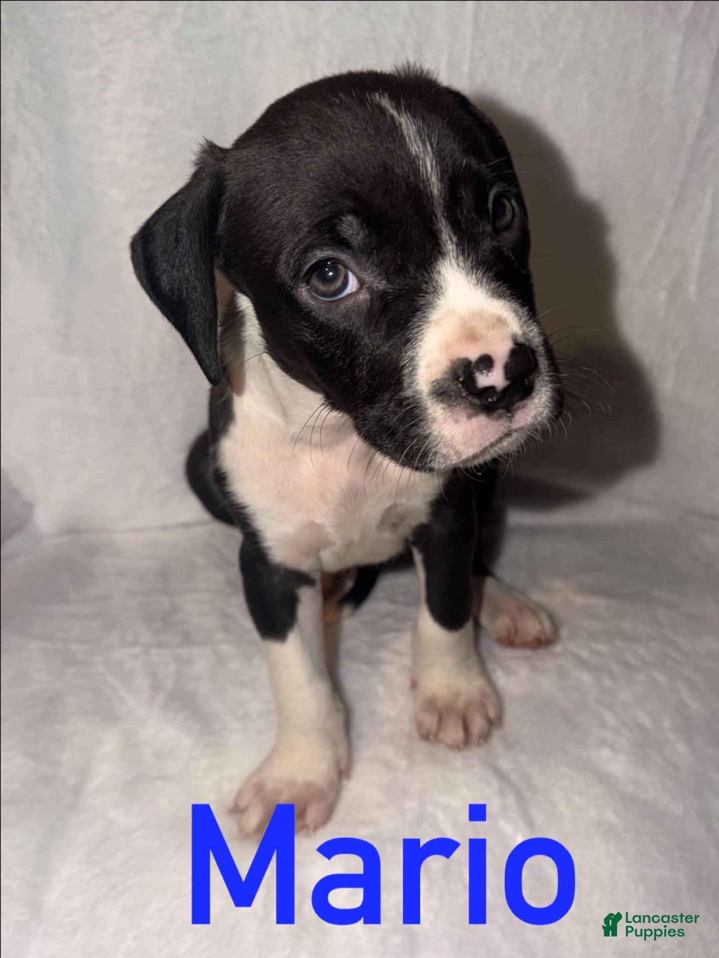 American Staffordshire Terrier dogs for sale: Mario (Male) - Ad 3