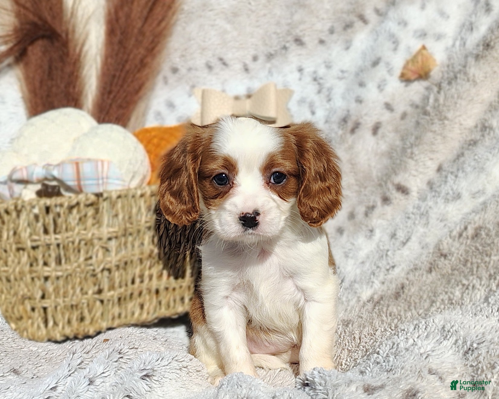 Cavapoo dogs for sale: Tulip - Ad 1