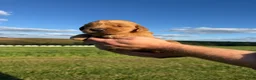 Golden Retriever dogs for sale: Honey - Ad 2