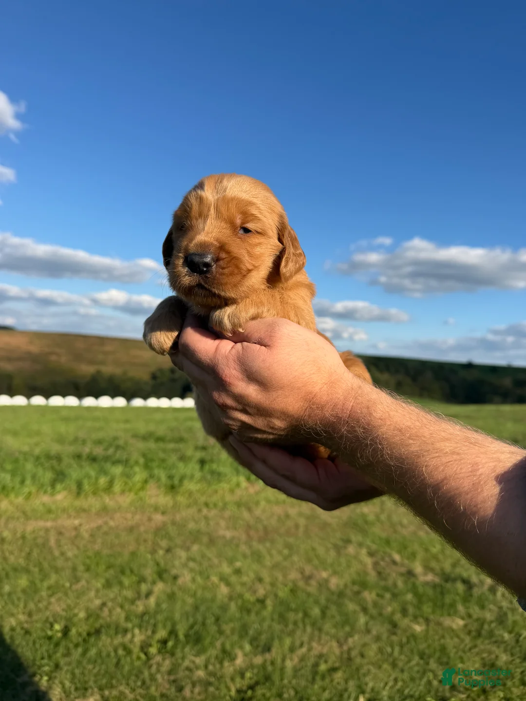Golden Retriever dogs for sale: Honey - Ad 2