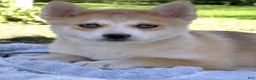 Pomsky dogs for sale: Bella - Ad 4