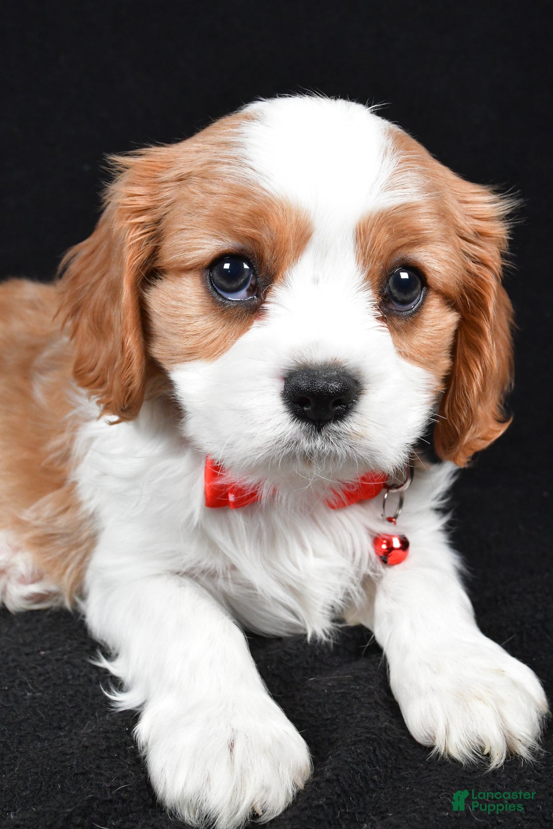 Cavalier King Charles Spaniel dogs for sale: Flash - Ad 5