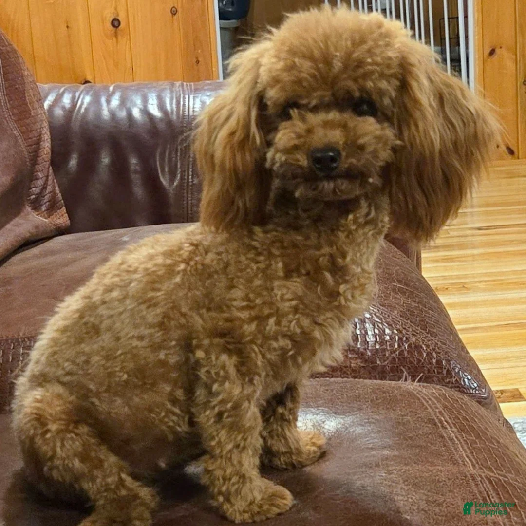 Toy Poodle dogs for sale: Digger  - Ad 3