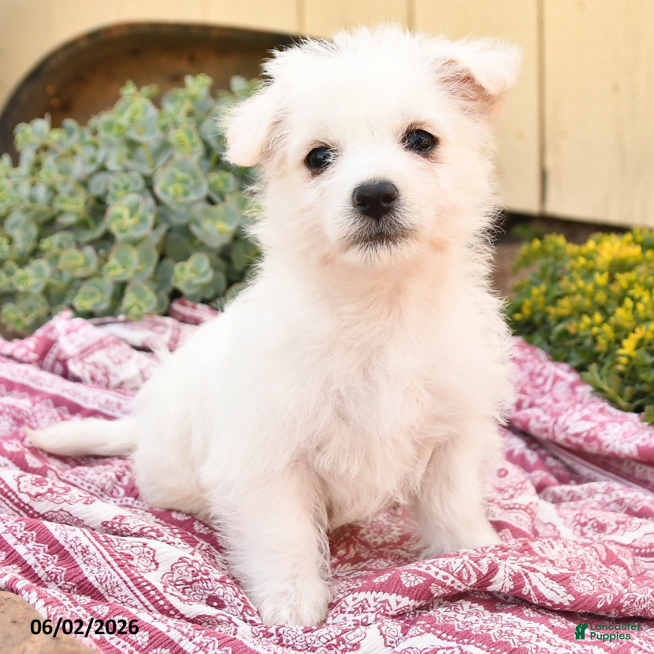 Westiepoo dogs for sale: Beth - Ad 2
