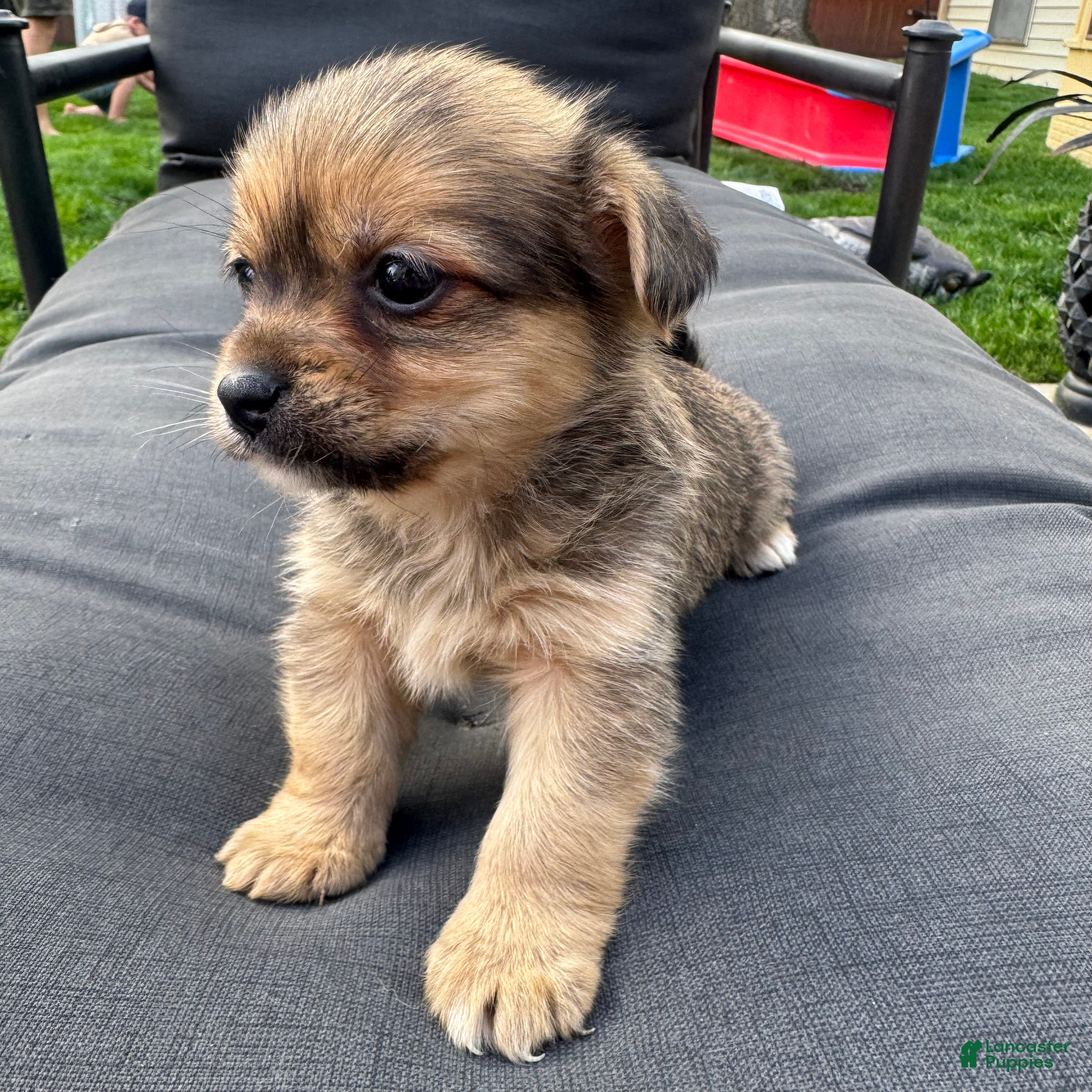 Mixed Breed dogs 1 Tommy - Ad 1